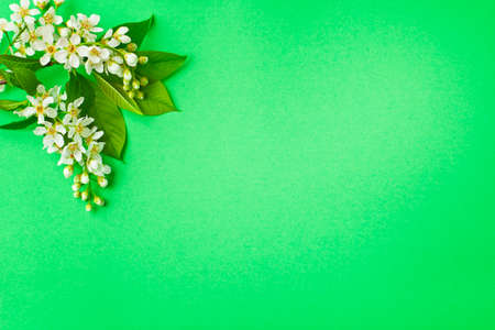 branch with flowers and leaves on a green paper backgroundの写真素材
