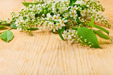 bird cherry tree branch with flowers and leaves on a wooden surfaceの写真素材