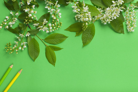 Branch with flowers, leaves and colored pencils on a green background paper