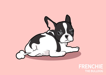A cute black and white French Bulldog puppy is farting and looking back to watch his productivity in pink background.のイラスト素材