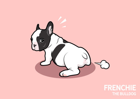 A cute black and white French Bulldog puppy is farting and looking! what does this smell like? Frenchie art in pink background.のイラスト素材