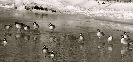 Geese on a pond in the winter.の写真素材