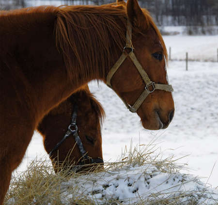 Two horses eating hay on a early winter morning.の写真素材