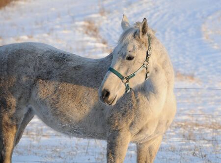 White horse on a winter morning.の写真素材