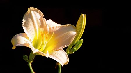 Peach day lilly.の写真素材