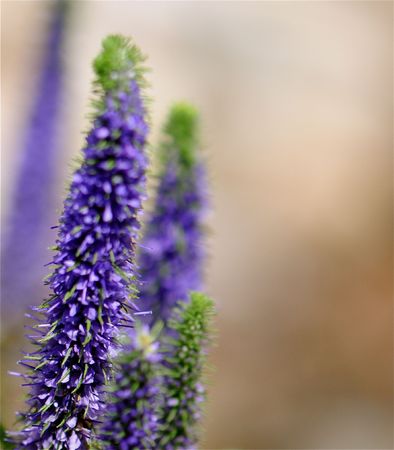 Purple flowers.の写真素材