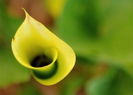 Yellow calla lilly.の写真素材