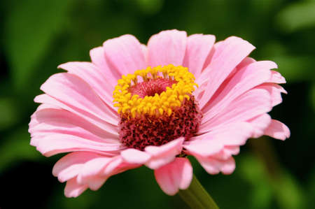Beautiful pink daisy in full bloom.の写真素材