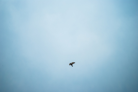 Bird flying high in the skyの写真素材