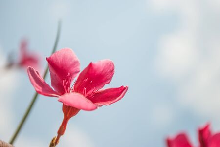 Plumeria flowers, pink flowers on sky backgroundの写真素材