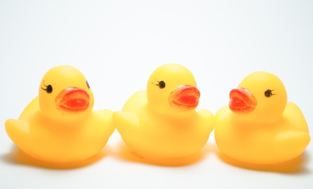 Ducklings on a white backgroundの写真素材