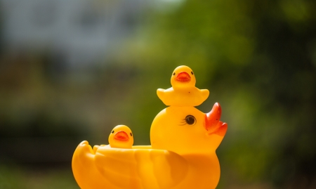 Ducklings and a duck on bokeh background
