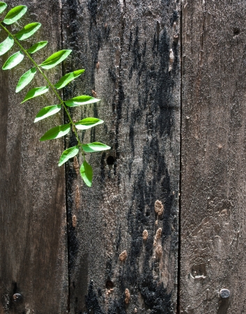 leaves on old wood backgroundの写真素材