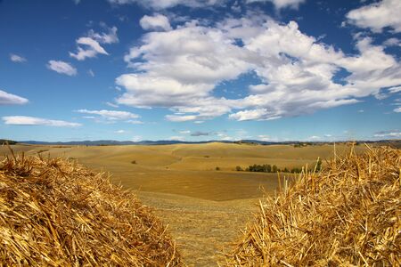 Landscape of Tuscany, near Siena  Italy の写真素材