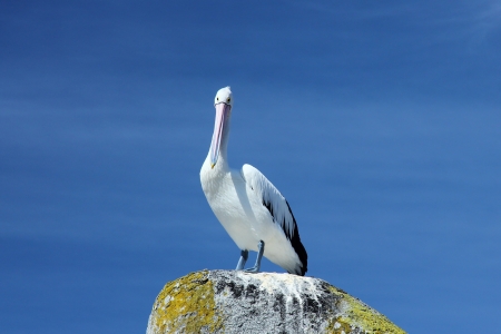 Pelican on the Rock and Skyの写真素材