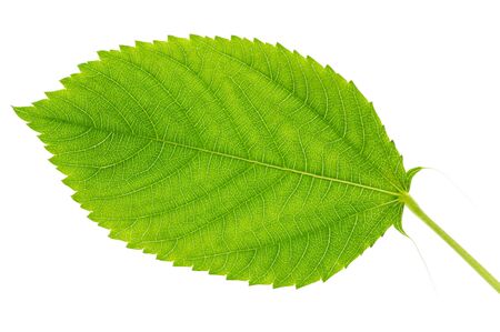 Jew's marrow leaf の写真素材