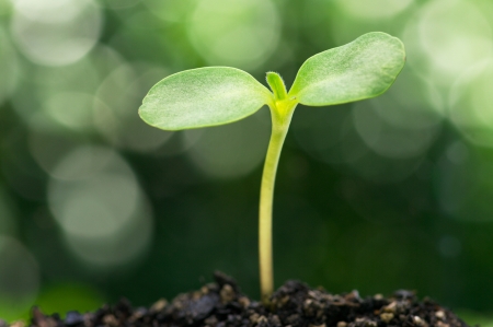 Sunflower sprout on bokeh background の写真素材