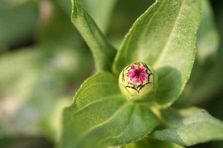 tendersの写真素材