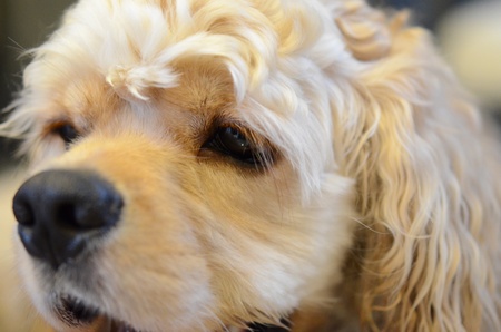 american cocker spanielの写真素材