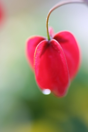 abutilonの写真素材