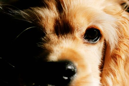 an American cocker spanielの写真素材