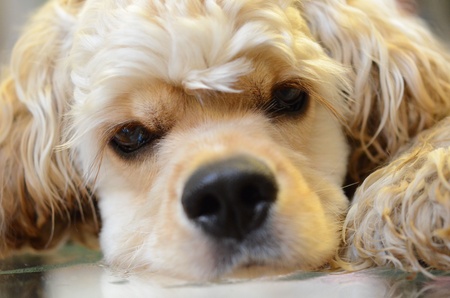 an American cocker spanielの写真素材