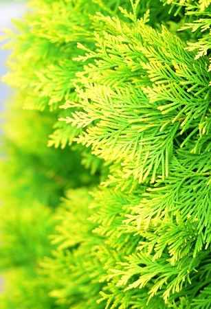 greeeeen!の写真素材