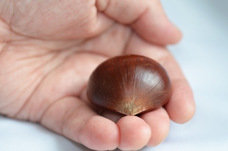 Chestnutの写真素材