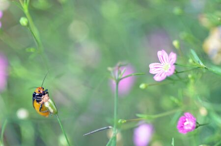 insect
