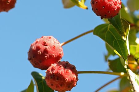 dogwoodの写真素材