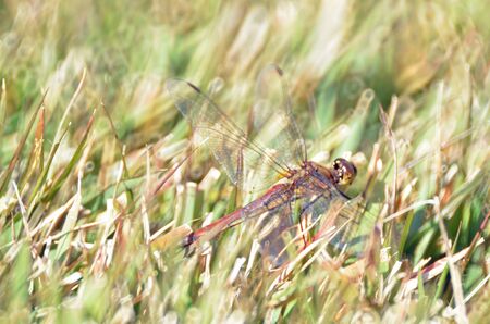 dragonflyの写真素材