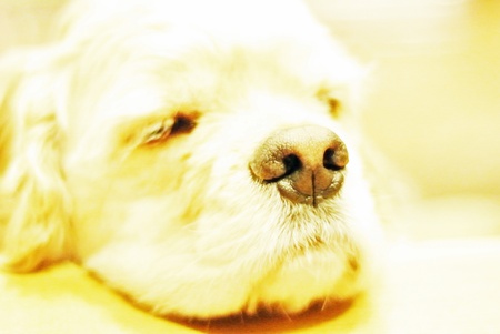 American cocker spanielの写真素材