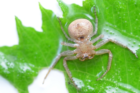 spiderの写真素材