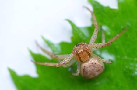 spiderの写真素材