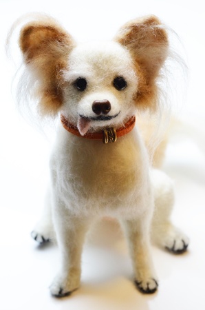 Papillonの写真素材
