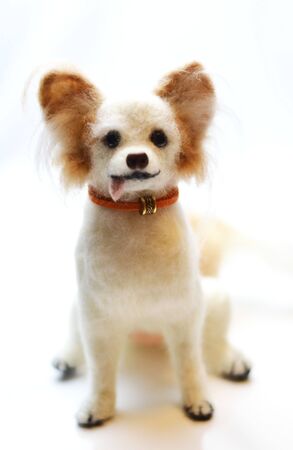 Papillonの写真素材