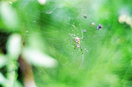 spidersの写真素材