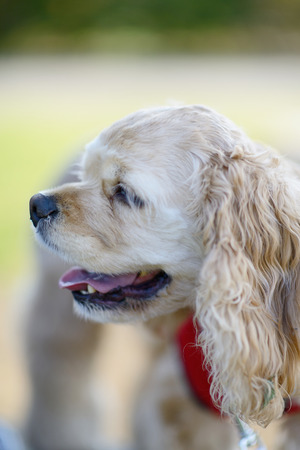 American Cocker Spanielの写真素材