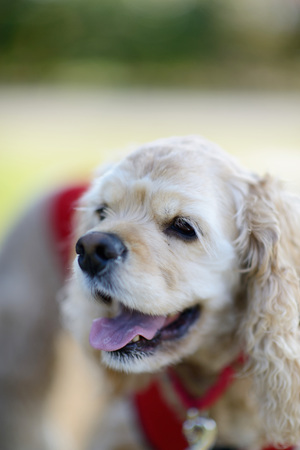 American Cocker Spanielの写真素材