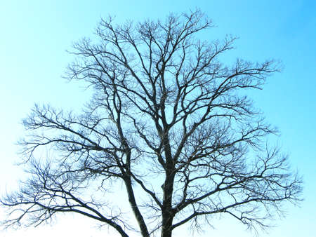 Tree in the winterの写真素材