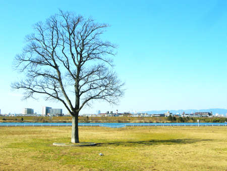 Tree on the park in winterの写真素材