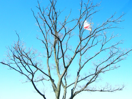 Tree in the winterの写真素材