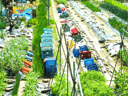 colorful kitchen garden in Japanの写真素材