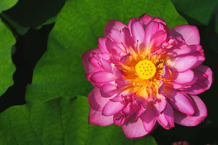 Pink lotus flowerの写真素材