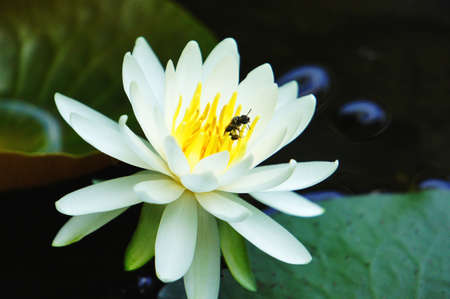 Water lily with bees on the pondの写真素材