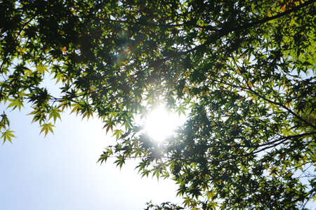Maple leaf in the summerの写真素材