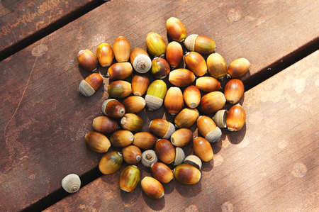 Acorn on the bench in early autumnの写真素材