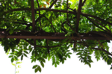 The wisteria shelf in autumnの写真素材