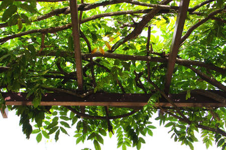 The wisteria shelf in autumnの写真素材
