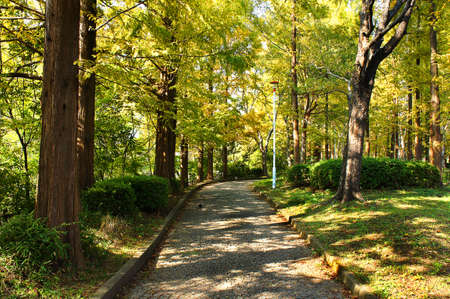 One afternoon park in Osaka cityの写真素材